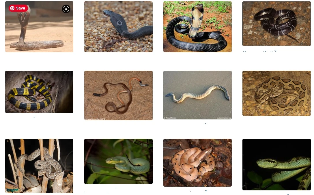 indian-snake-name-list-in-hindi